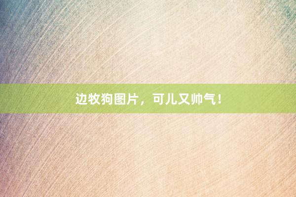 边牧狗图片，可儿又帅气！